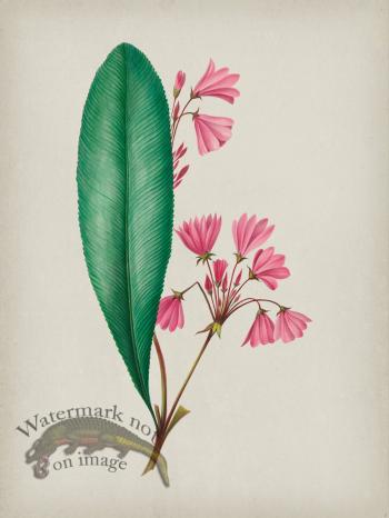 Andean Botanicals 001